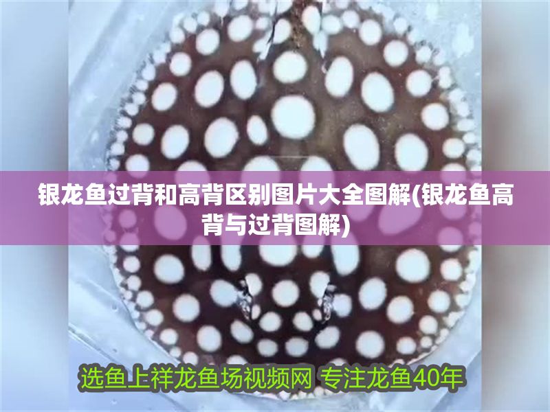 銀龍魚過背和高背區(qū)別圖片大全圖解(銀龍魚高背與過背圖解)