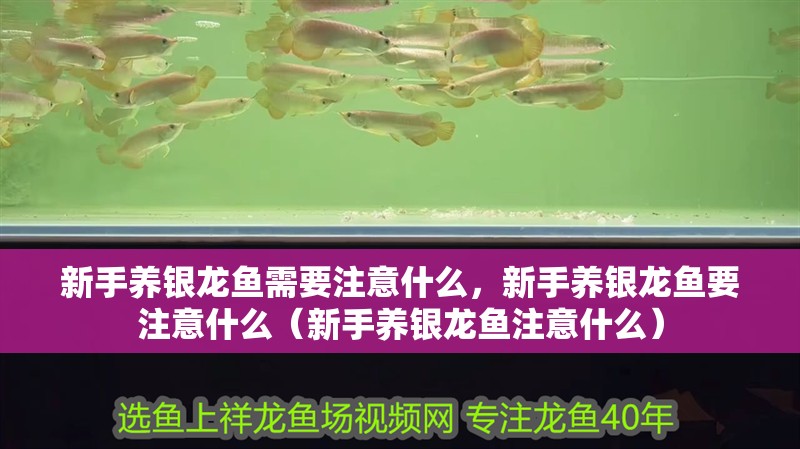 新手養銀龍魚需要注意什么，新手養銀龍魚要注意什么（新手養銀龍魚注意什么） 新手養銀龍魚需要注意什么，新手養銀龍魚要注意什么（新手養銀龍魚注意什么） 銀龍魚百科