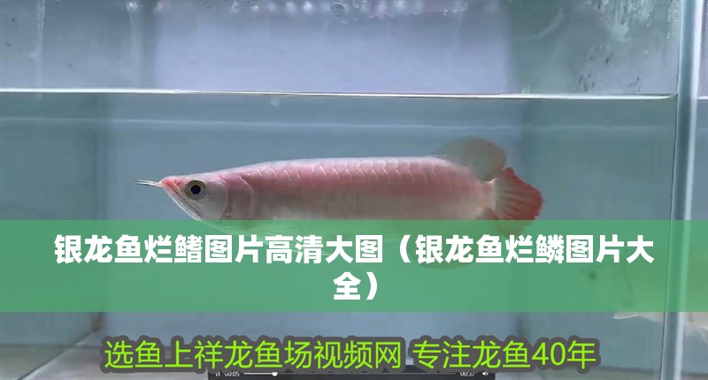 銀龍魚爛鰭圖片高清大圖（銀龍魚爛鱗圖片大全） 銀龍魚爛鰭圖片高清大圖（銀龍魚爛鱗圖片大全） 銀龍魚百科