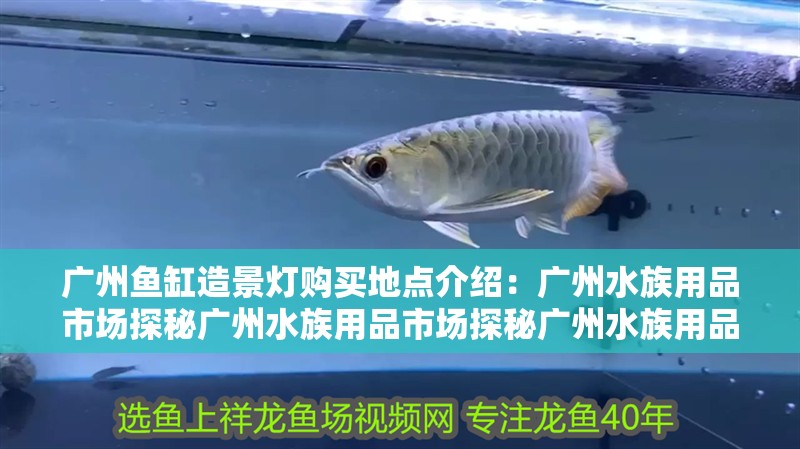 廣州魚缸造景燈購買地點介紹：廣州水族用品市場探秘廣州水族用品市場探秘廣州水族用品市場