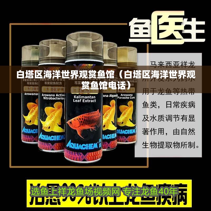 白塔區海洋世界觀賞魚館（白塔區海洋世界觀賞魚館電話）