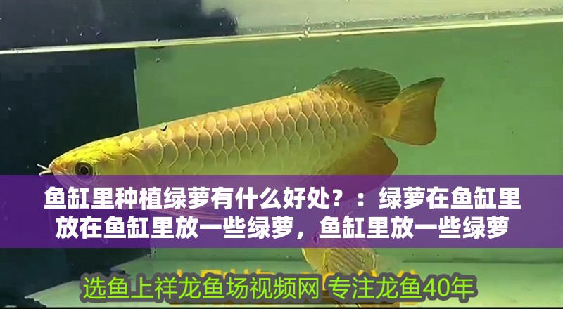 魚缸里種植綠蘿有什么好處？：綠蘿在魚缸里放在魚缸里放一些綠蘿，魚缸里放一些綠蘿