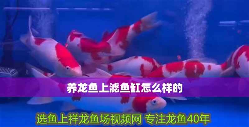養(yǎng)龍魚上濾魚缸怎么樣的 養(yǎng)龍魚上濾魚缸怎么樣的 龍魚百科