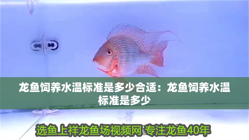 龍魚飼養水溫標準是多少合適：龍魚飼養水溫標準是多少