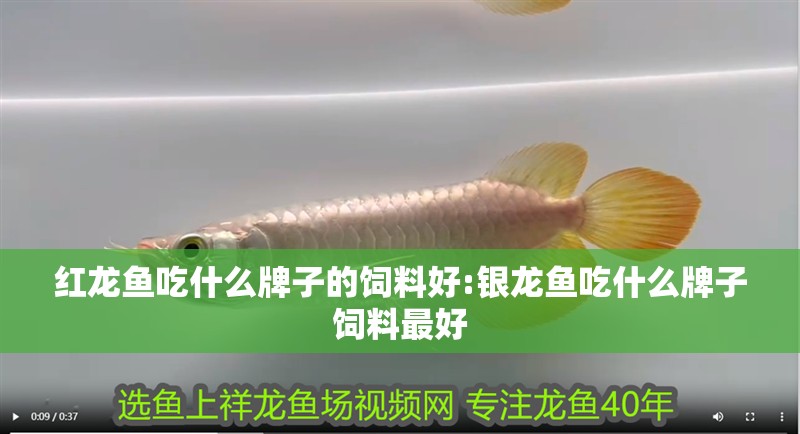 紅龍魚吃什么牌子的飼料好:銀龍魚吃什么牌子飼料最好