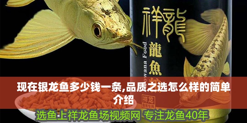 現(xiàn)在銀龍魚多少錢一條,品質(zhì)之選怎么樣的簡單介紹
