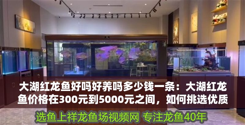 大湖紅龍魚(yú)好嗎好養(yǎng)嗎多少錢(qián)一條：大湖紅龍魚(yú)價(jià)格在300元到5000元之間，如何挑選優(yōu)質(zhì)大湖紅龍魚(yú)