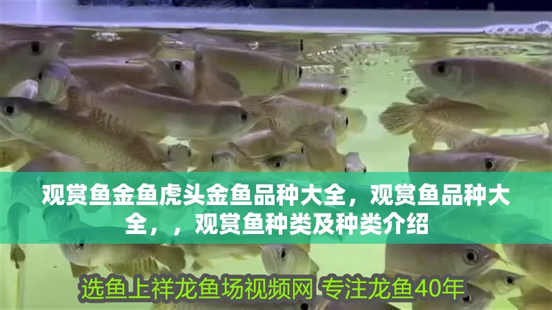 觀賞魚金魚虎頭金魚品種大全，觀賞魚品種大全，，觀賞魚種類及種類介紹
