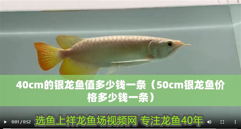 40cm的銀龍魚值多少錢一條（50cm銀龍魚價格多少錢一條）