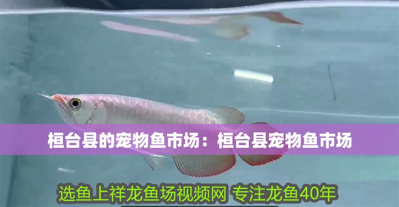 桓臺縣的寵物魚市場：桓臺縣寵物魚市場 桓臺縣的寵物魚市場：桓臺縣寵物魚市場 魚缸百科