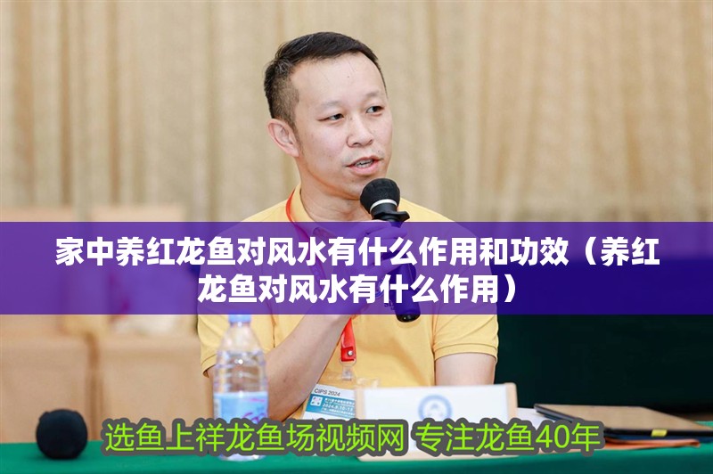 家中養紅龍魚對風水有什么作用和功效（養紅龍魚對風水有什么作用） 家中養紅龍魚對風水有什么作用和功效（養紅龍魚對風水有什么作用） 龍魚百科