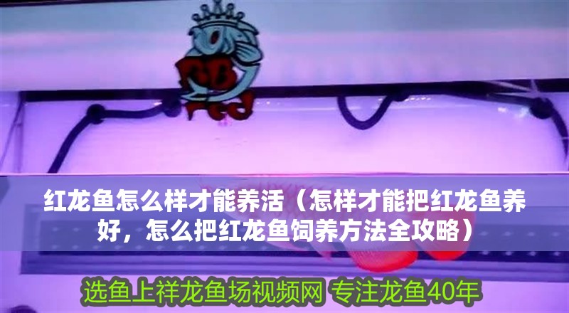 紅龍魚怎么樣才能養活（怎樣才能把紅龍魚養好，怎么把紅龍魚飼養方法全攻略） 紅龍魚怎么樣才能養活（怎樣才能把紅龍魚養好，怎么把紅龍魚飼養方法全攻略） 龍魚百科