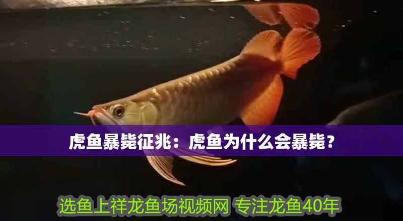 虎魚暴斃征兆：虎魚為什么會暴斃？