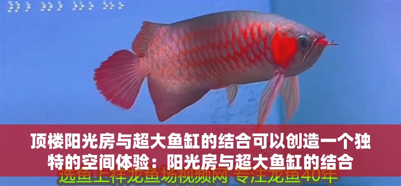 頂樓陽光房與超大魚缸的結合可以創造一個獨特的空間體驗：陽光房與超大魚缸的結合
