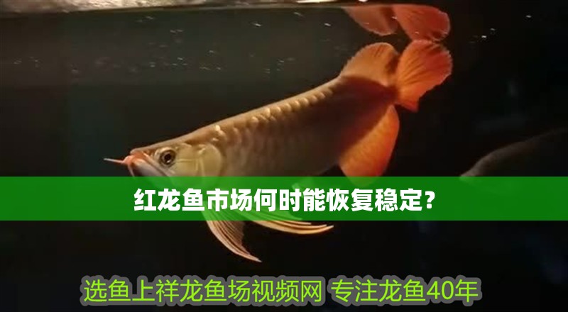 紅龍魚市場何時能恢復穩定？