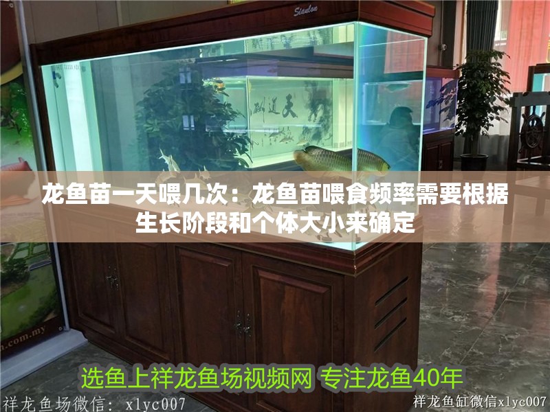 龍魚苗一天喂幾次：龍魚苗喂食頻率需要根據生長階段和個體大小來確定