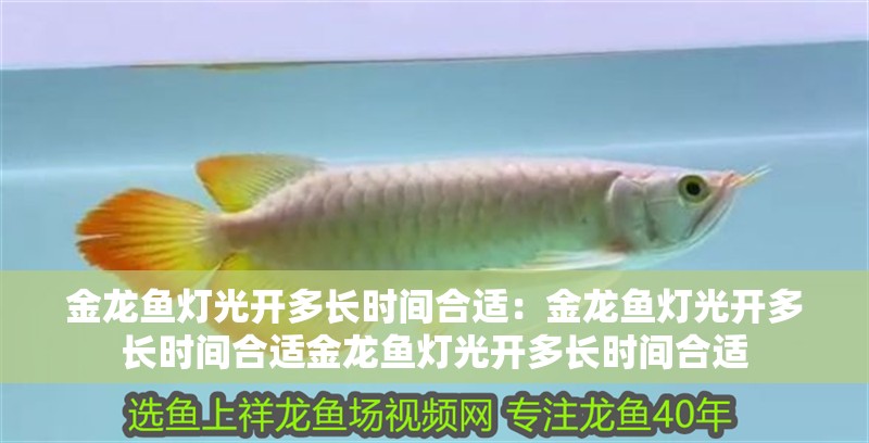 金龍魚燈光開多長時間合適：金龍魚燈光開多長時間合適金龍魚燈光開多長時間合適