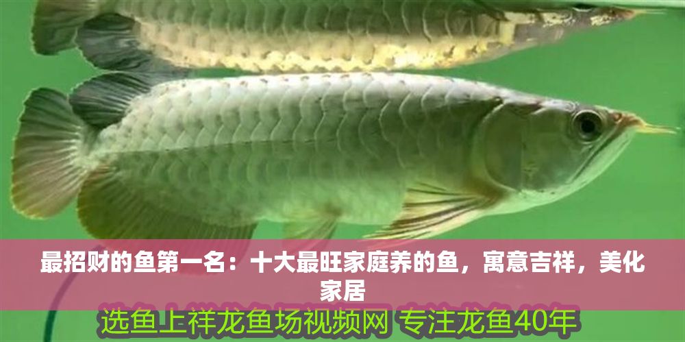 最招財的魚第一名：十大最旺家庭養的魚，寓意吉祥，美化家居