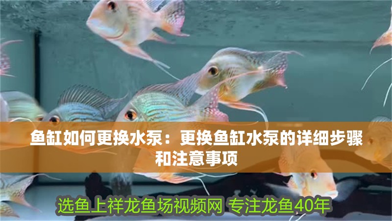 魚缸如何更換水泵：更換魚缸水泵的詳細(xì)步驟和注意事項