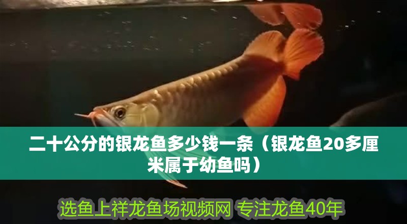 二十公分的銀龍魚多少錢一條（銀龍魚20多厘米屬于幼魚嗎）