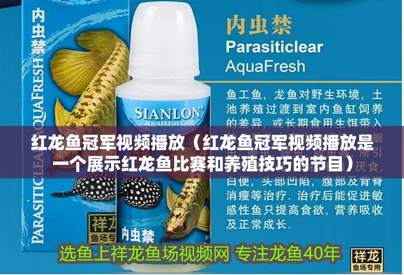 紅龍魚冠軍視頻播放（紅龍魚冠軍視頻播放是一個(gè)展示紅龍魚比賽和養(yǎng)殖技巧的節(jié)目）