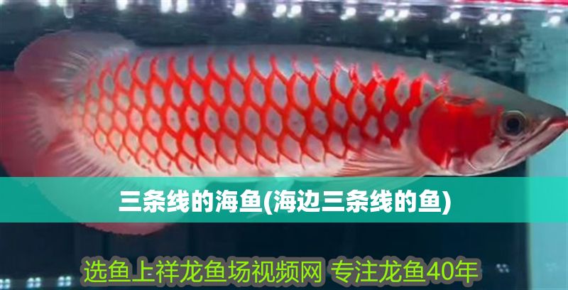 三條線的海魚(海邊三條線的魚) 錦鯉魚百科 第1張 三條線的海魚(海邊三條線的魚) 三條線的海魚(海邊三條線的魚) 錦鯉魚百科 第1張
