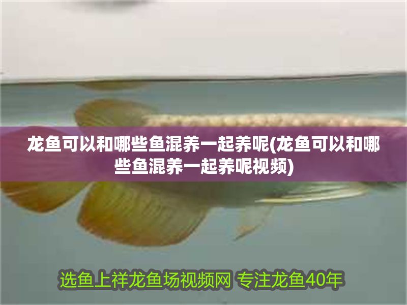 龍魚可以和哪些魚混養一起養呢(龍魚可以和哪些魚混養一起養呢視頻)