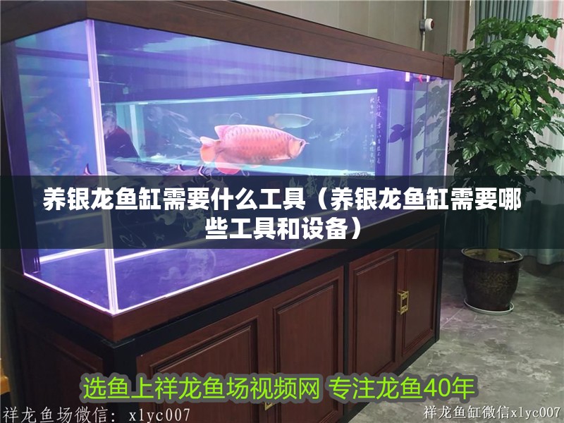 養銀龍魚缸需要什么工具（養銀龍魚缸需要哪些工具和設備）
