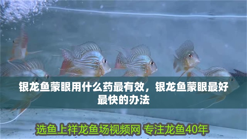 銀龍魚蒙眼用什么藥最有效，銀龍魚蒙眼最好最快的辦法