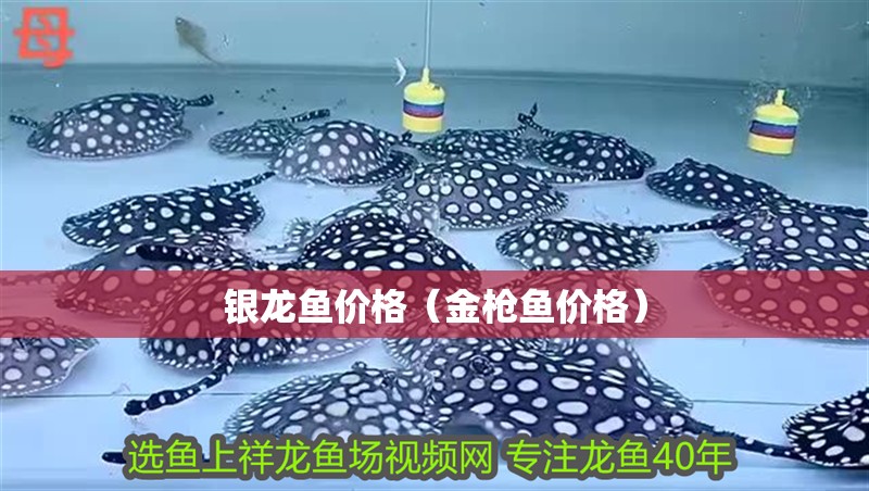 銀龍魚價格（金槍魚價格）