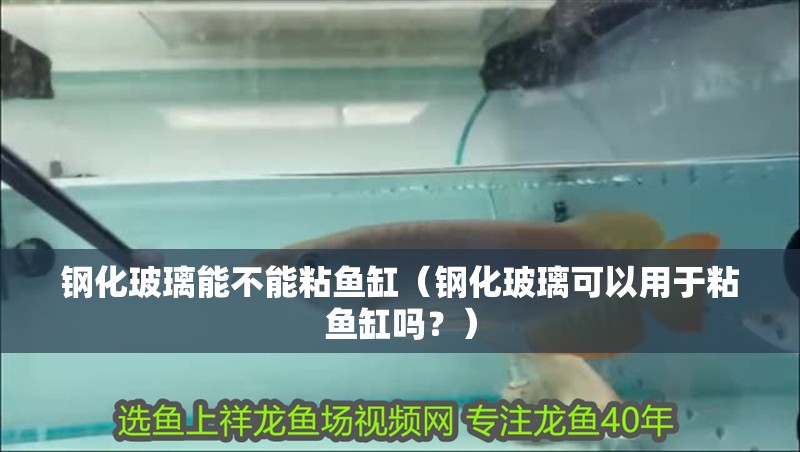 鋼化玻璃能不能粘魚缸（鋼化玻璃可以用于粘魚缸嗎？）