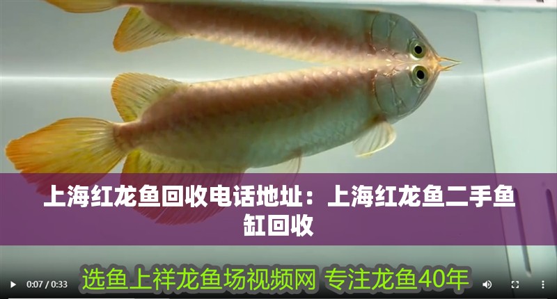 上海紅龍魚回收電話地址：上海紅龍魚二手魚缸回收