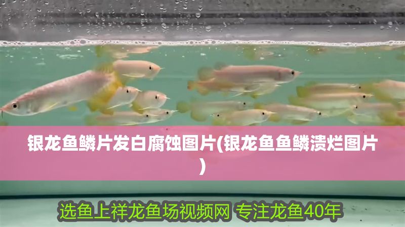 銀龍魚鱗片發(fā)白腐蝕圖片(銀龍魚魚鱗潰爛圖片)