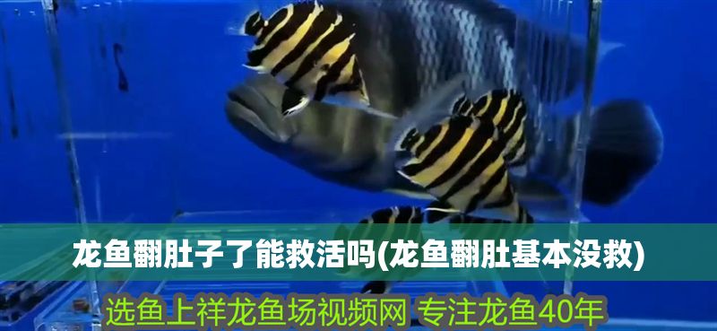 龍魚翻肚子了能救活嗎(龍魚翻肚基本沒救)