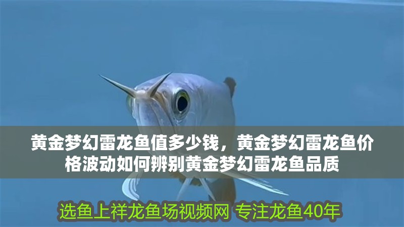 黃金夢幻雷龍魚值多少錢，黃金夢幻雷龍魚價格波動如何辨別黃金夢幻雷龍魚品質 黃金夢幻雷龍魚值多少錢，黃金夢幻雷龍魚價格波動如何辨別黃金夢幻雷龍魚品質 龍魚百科