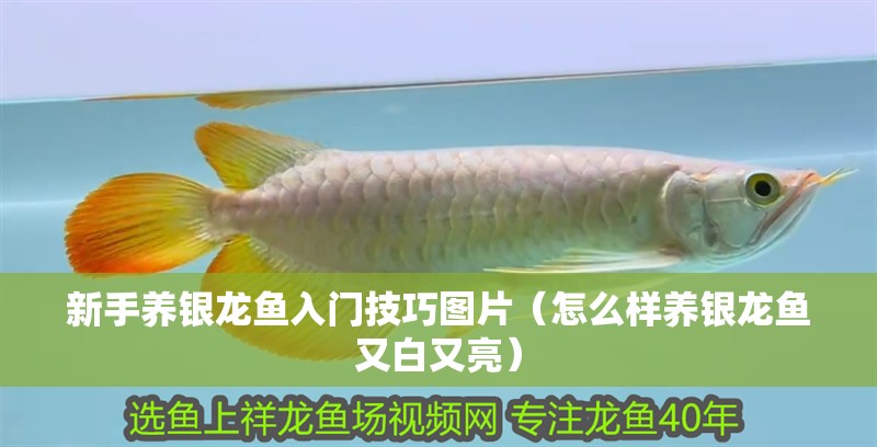 新手養銀龍魚入門技巧圖片（怎么樣養銀龍魚又白又亮） 新手養銀龍魚入門技巧圖片（怎么樣養銀龍魚又白又亮） 銀龍魚百科