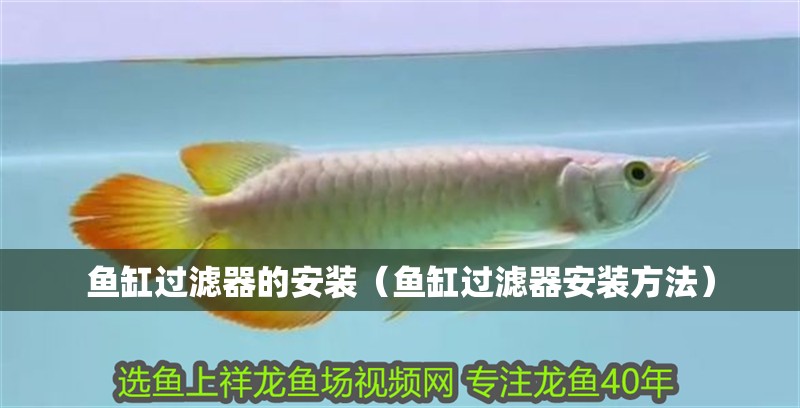 魚缸過濾器的安裝（魚缸過濾器安裝方法） 魚缸過濾器的安裝（魚缸過濾器安裝方法） 魚缸百科