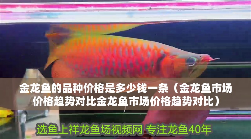 金龍魚的品種價格是多少錢一條（金龍魚市場價格趨勢對比金龍魚市場價格趨勢對比）