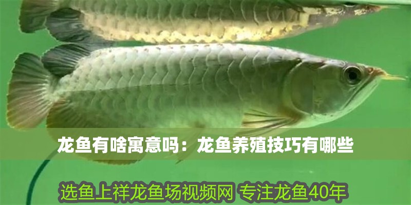 龍魚有啥寓意嗎：龍魚養(yǎng)殖技巧有哪些