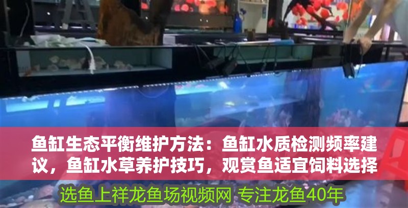 魚缸生態平衡維護方法：魚缸水質檢測頻率建議，魚缸水草養護技巧，觀賞魚適宜飼料選擇