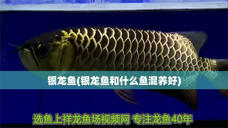 銀龍魚(銀龍魚和什么魚混養(yǎng)好)