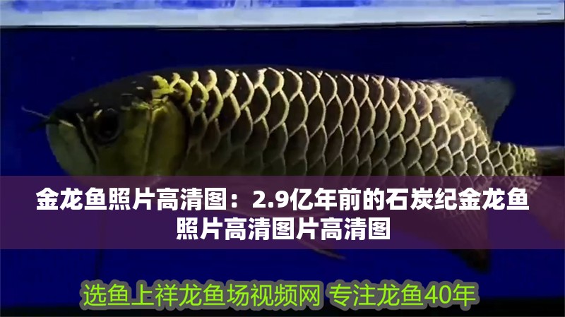 金龍魚照片高清圖：2.9億年前的石炭紀金龍魚照片高清圖片高清圖