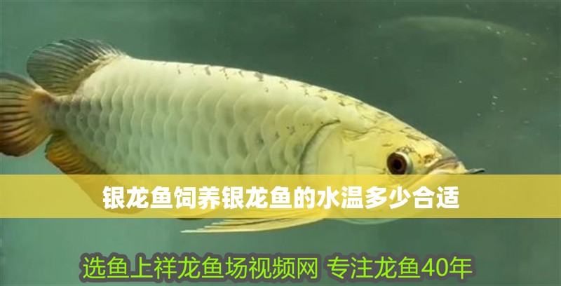 銀龍魚飼養(yǎng)銀龍魚的水溫多少合適 銀龍魚飼養(yǎng)銀龍魚的水溫多少合適 銀龍魚百科
