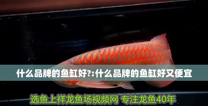 什么品牌的魚缸好?:什么品牌的魚缸好又便宜 什么品牌的魚缸好?:什么品牌的魚缸好又便宜 銀龍魚百科
