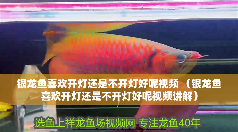 銀龍魚喜歡開燈還是不開燈好呢視頻 （銀龍魚喜歡開燈還是不開燈好呢視頻講解）