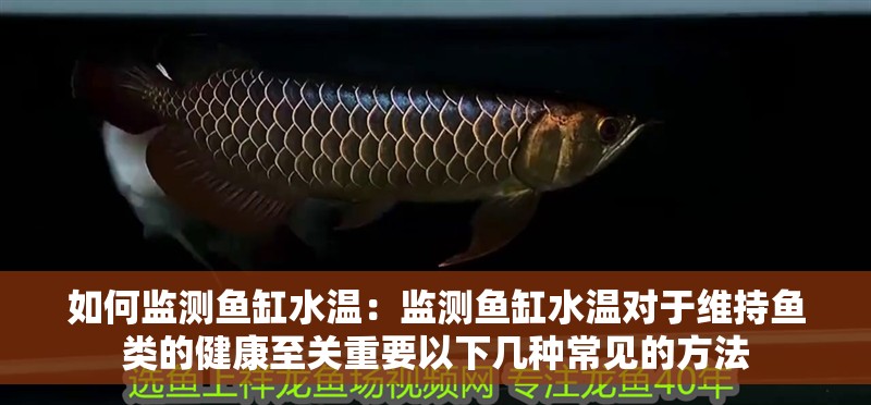 魚缸過濾器選購指南:自制魚缸過濾器魚缸上置過濾器對于養魚愛好者的必備知識 如何監測魚缸水溫:監測魚缸水溫對于維持魚類的健康至關重要以下幾種常見的方法 魚缸百科 如何監測魚缸水溫:監測魚缸水溫對于維持魚類的健康至關重要以下幾種常見的方法 如何監測魚缸水溫:監測魚缸水溫對于維持魚類的健康至關重要以下幾種常見的方法 魚缸百科