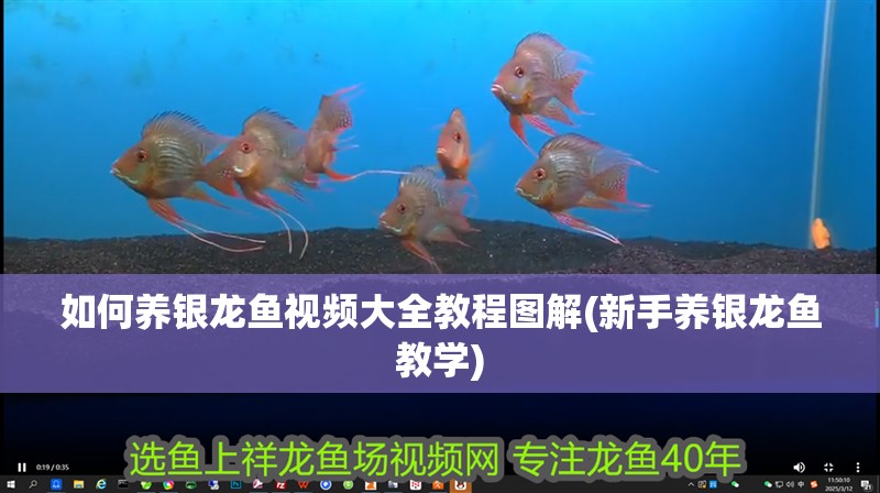 如何養銀龍魚視頻大全教程圖解(新手養銀龍魚教學)