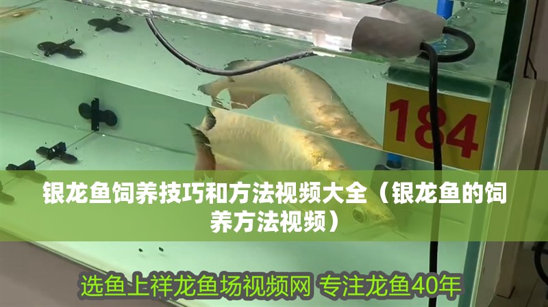 銀龍魚飼養(yǎng)技巧和方法視頻大全（銀龍魚的飼養(yǎng)方法視頻）