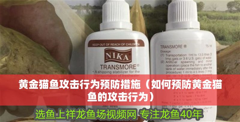 黃金貓魚攻擊行為預防措施（如何預防黃金貓魚的攻擊行為）