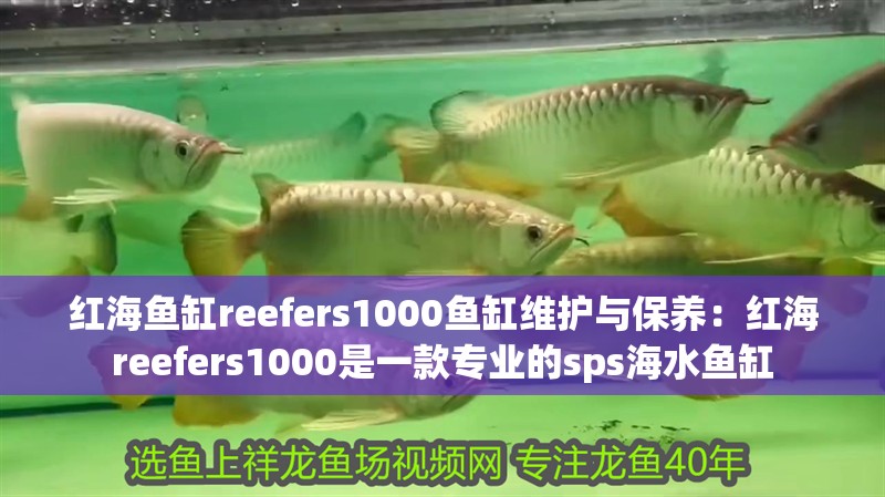 紅海魚缸reefers1000魚缸維護與保養：紅海reefers1000是一款專業的sps海水魚缸
